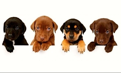 Adiestramiento Canino, Tener El Control Total Del Perro+bono - tienda online