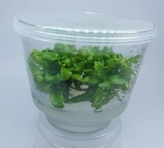 Hygrophila Polysperma 'Rosanervig' Aquaplante - comprar online