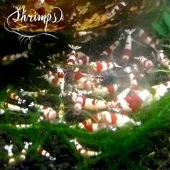 Camarão PRL SS (Pure Red Line) - Shrimps Aquarismo