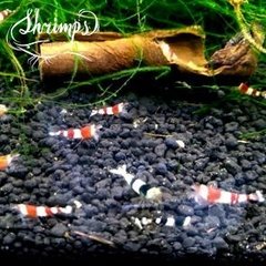 Camarão Red Crystal - Shrimps Aquarismo