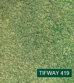 Tifway 419
