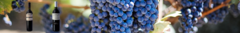 Banner de la categoría Cabernet Sauvignon Boutique.