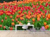 papel de parede tulipas foto mural