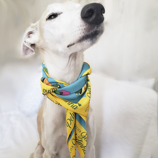 Dog with neckerchief store