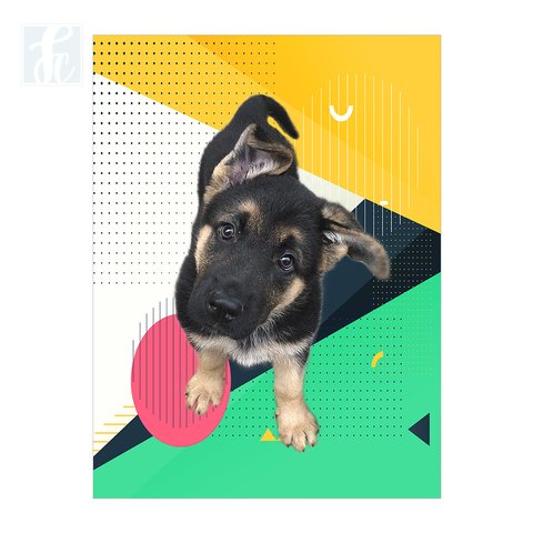 Placa Decor Pet Personalizada - Geometric Color