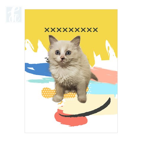 Placa Decor Pet Personalizada - Manchas Coloridas