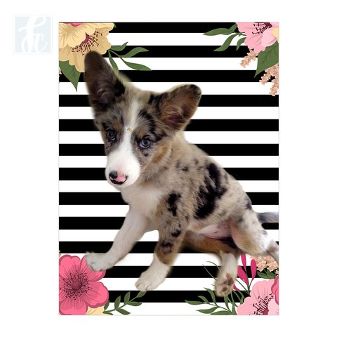 Placa Decor Pet Personalizada - Listras Pretas e Brancas com Flores