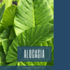 Alocasia