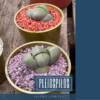 Pleiospilos