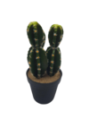 Cactus 187-3