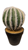Cactus 187-1