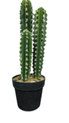 Cactus 187-19