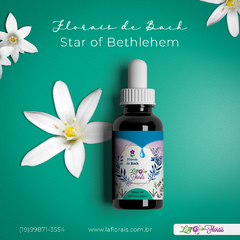 Floral de Bach - Star of Bethlehem 30 ml - comprar online