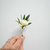 Boutonniere