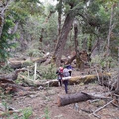 Trekking Cruce de los Andes por La Ruta de Neruda - Desde San Martin de los Andes al Limite Con Chile - Paso Ilpela - Huella Andina en internet