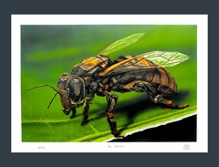 " Apis Mallifera " Gravura do Artista - Denys " Evol "