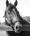 005 - Racehorse