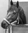 9820 - Anxious Racehorse