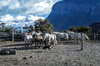 5795 - Horses in Patagonia #2