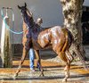 7847 - Racehorse having his shower