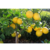Adubo Fertilizante Forth Frutas Saco 25kg Nutrição Floração na internet
