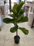 Planta pandurata 70 cm - comprar online