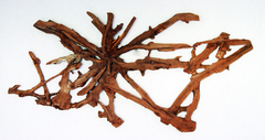 arranjo-de-parede-em-madeira-raiz -pinheiro-australiano