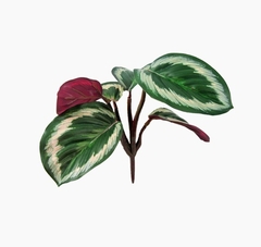 Buquê Calathea Artificial