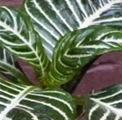 Aphelandra