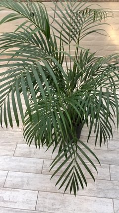 Areca - comprar online