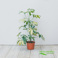 Aralia arborícola - comprar online