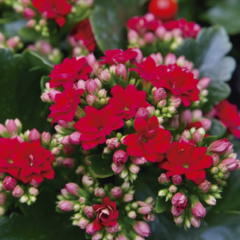 Kalanchoe