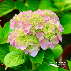 Hortensia