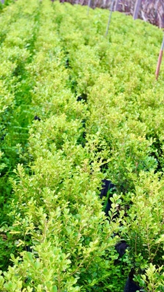 BUXUS - comprar online