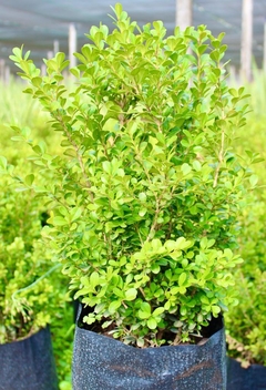 BUXUS