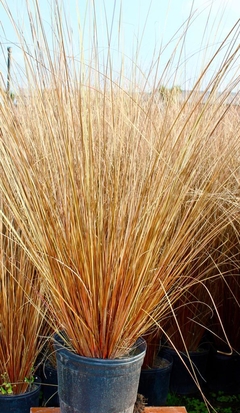 CAREX BUCHANANII