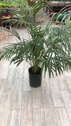 Areca - Ayres Verdes