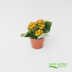 Kalanchoe - comprar online