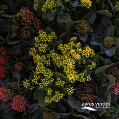 Kalanchoe - Ayres Verdes