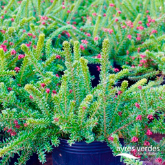 Grevillea Tamborita - comprar online