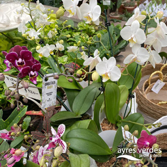 Orquídea phalaenopsis