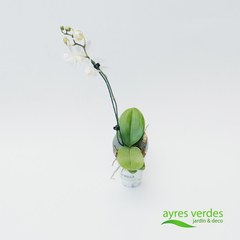 Orquídea phalaenopsis - comprar online