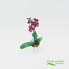 Orquídea phalaenopsis - Ayres Verdes