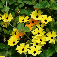 Thunbergia Ojo de Poeta