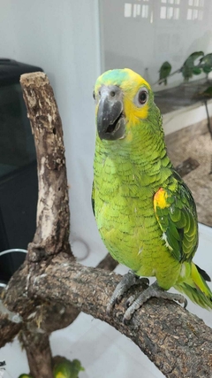 Papagaio Verdadeiro Femea 5 meses R$5560 ( PIX OU TRANSFERENCIA BANCARIA)