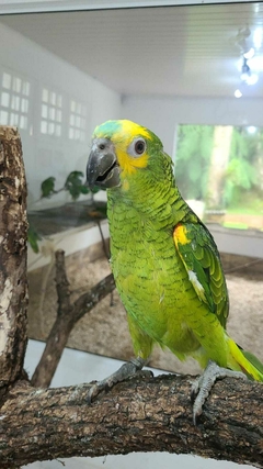Papagaio Verdadeiro Femea 5 meses R$5560 ( PIX OU TRANSFERENCIA BANCARIA) - comprar online
