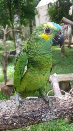 Papagaio Verdadeiro Femea 5 meses R$ 4990 ( PIX OU TRANSFERENCIA BANCARIA) na internet