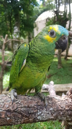 Papagaio Verdadeiro Femea 5 meses R$ 4990 ( PIX OU TRANSFERENCIA BANCARIA) - Aves Legais