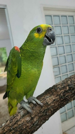Papagaio Verdadeiro Femea 5 meses R$5700 ( PIX OU TRANSFERENCIA BANCARIA) na internet