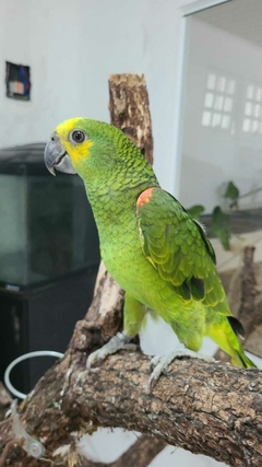 Papagaio Verdadeiro Femea 5 meses R$5700 ( PIX OU TRANSFERENCIA BANCARIA)